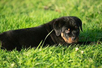 Cute Fury Rottweiler Puppy Dog Laying In Grass