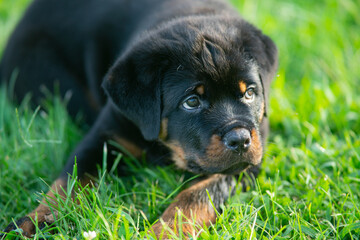 Cute Glaring Rottweiler Puppy Dog In Grass