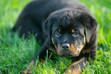 Cute Rottweiler Puppy Dog Portrait