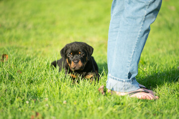 Rottweiler Puppy Dog At Owners Feet