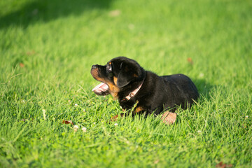 Cute Rottweiler Puppy Barking In Grass