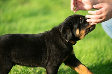 Pet Rottweiler Puppy Dog Into Owners Hands