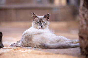 feline animal domestic cat abandoned © ViniSouza128