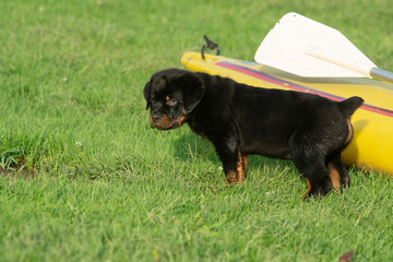 Cute Rottweiler Puppy Dog Standing Near Kayak