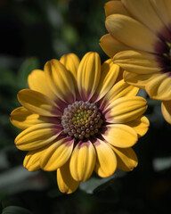Nahaufnahme einer gelben Blume
