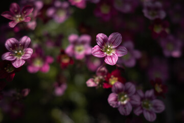 Rosa Blumen im Halbschatten