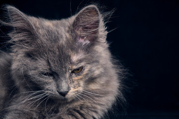 Sleeping gray kitten black background.