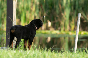 Curious Rottweiler Puppy Dog Smelling Fish