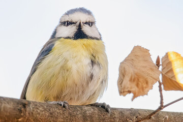 Blaumeise auf einem Ast