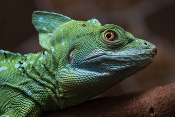 Green basilisk on a branch.