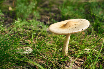 Mushroom in forest background of grass.