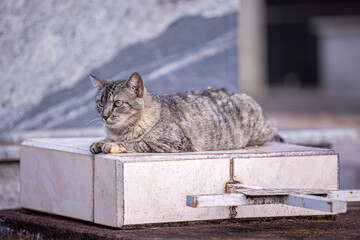 feline animal domestic cat abandoned