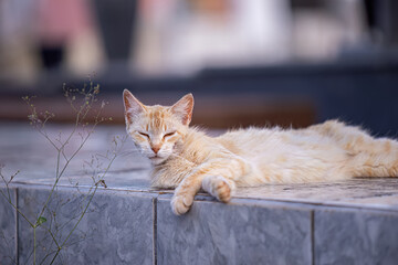 feline animal domestic cat abandoned