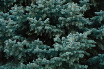 Branches blue spruce, nature background.
