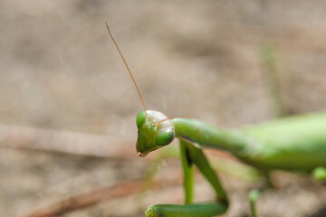 Green ordinary mantis, religious mantis close-up on a sandy background, macro photo.