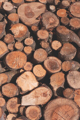 Tree trunks as a background.