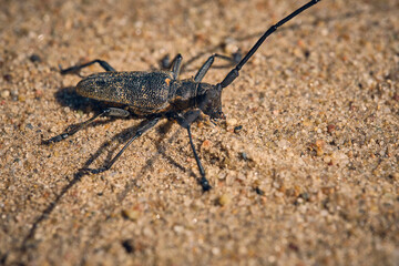 Black fir barbel sandy background.Eurasian species of large beetles.