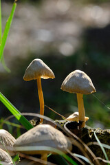 Beautiful forest background sunny day with mushrooms.