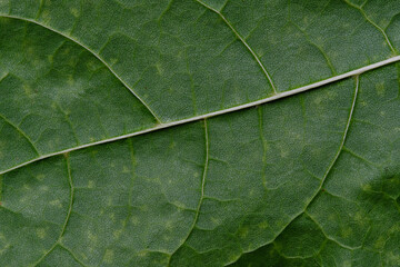 Macro background green leaf with texture.