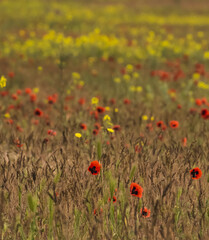 Poppy field in the Kazakh steppe in sunny May, red poppy flowers