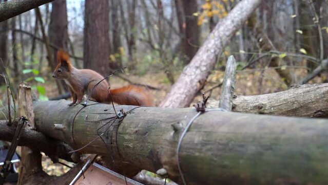 Cute brown rodent sitting at wooden branch at autumn forest. Wild fluffy squirrel searching food outdoor. Pretty small sciurus on tree at park. Concept of wildlife. Close up Slow motion