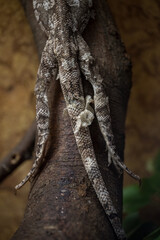 The shedding part of the skin at the tail of a lizard.