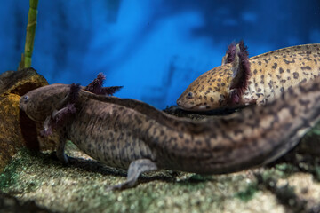 Axolotl two side by side spotted.