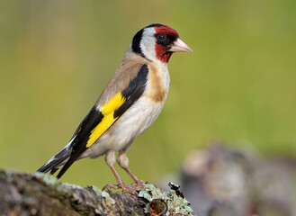 European goldfinch (Carduelis carduelis) perched on lichen covered branch in full plumage beauty 
