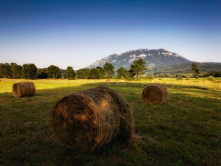 hay bales in the field