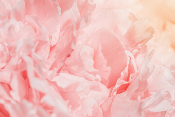 Beautiful view of white pink peonies close up lit by sunlight, midday light shadows, sun glare....