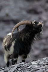 British Primitive Goat (Capra hircus) in Disused Slate Quarry in Snowdonia - 647791441