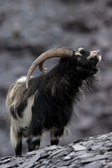 British Primitive Goat (Capra hircus) in Disused Slate Quarry in Snowdonia