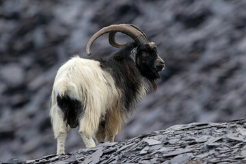 British Primitive Goat (Capra hircus) in Disused Slate Quarry in Snowdonia - 647791643