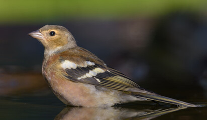Moulting Male Chaffinch (Fringilla coelebs) bathes in water pond in sweet autumn sunny morning 