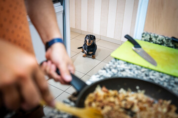 A dachshund in the kitchen watching his owner cook.