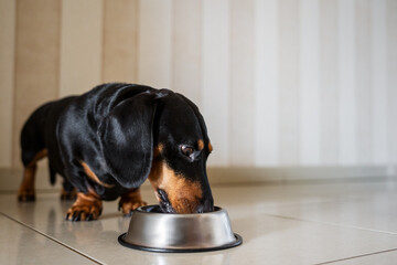 A dachshund dog eating feed