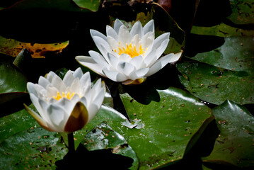 Weiße Seerosen © Steffinomenal