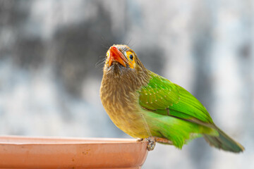 A brown Headed Barbet drinking water