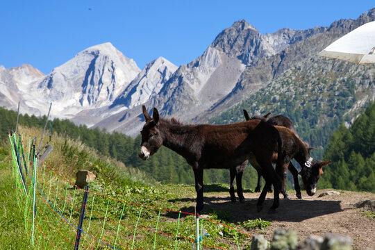 Esel im Pfossental vor den Bergen