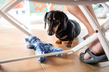 A dachshund sitting at his owner's feet with a toy.