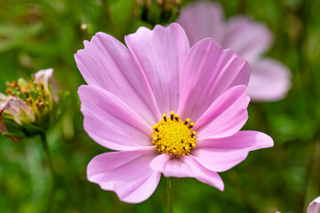 Blume Pink