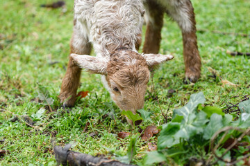 Closeup of a newborn lamb