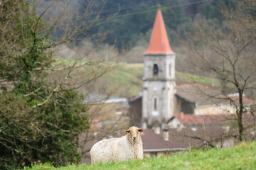 Carranzana sheep grazing in a meadow with the Sopuerta church in the background