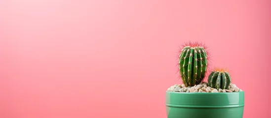Poster Minimal style cactus in a pot on a pink background © AkuAku