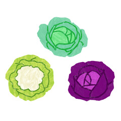 Cauliflower, red and green cabbage isolated on whote
