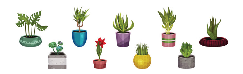 Green Decorative Houseplant Growing in Pot Vector Set