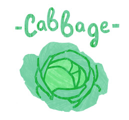 Hand drawn cabbage isolated on white background