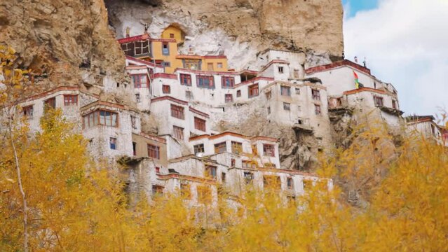 Rack focus shot of Phugtal Gompa during the autumn season at Zanskar in Ladakh, India. Focus changes from yellow tree in foreground to the the monastery . Autumn in India background. 