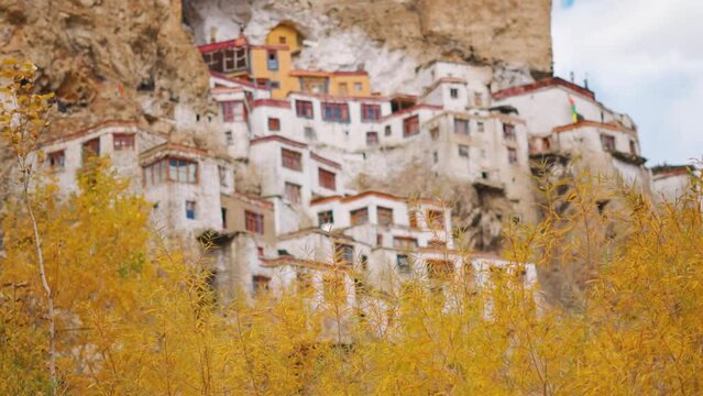 Rack focus shot of Phugtal Gompa during the autumn season at Zanskar in Ladakh, India. Focus changes from the monastery to the yellow tree in foreground. Autumn in India background. 