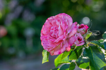 Blooming pink rose flower macro photography on a sunny summer day. Garden rose with pink petals close-up photo in the summertime. Tender rosa floral background.	
